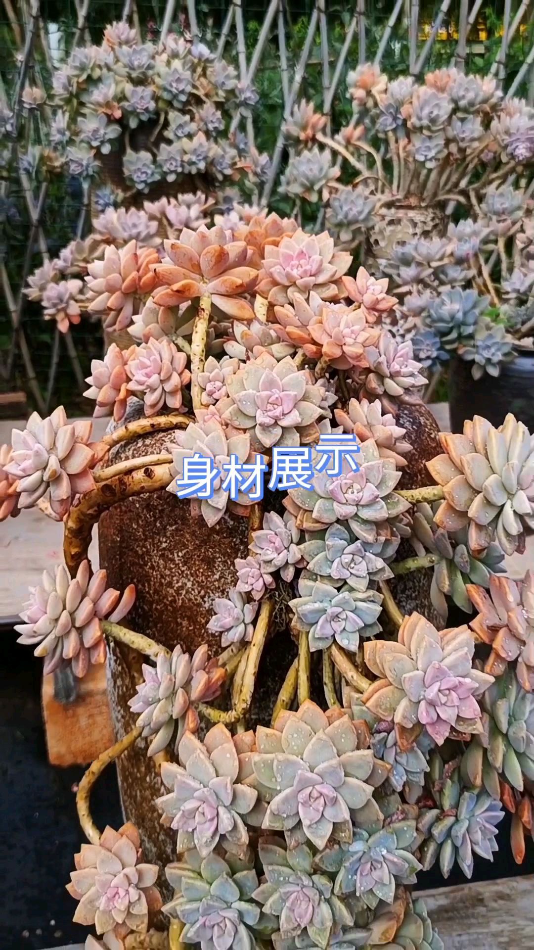 1米38的淡雪又名幽灵公主,耐旱耐寒,太好养了,长的好快呀,花园不可抗拒的多肉