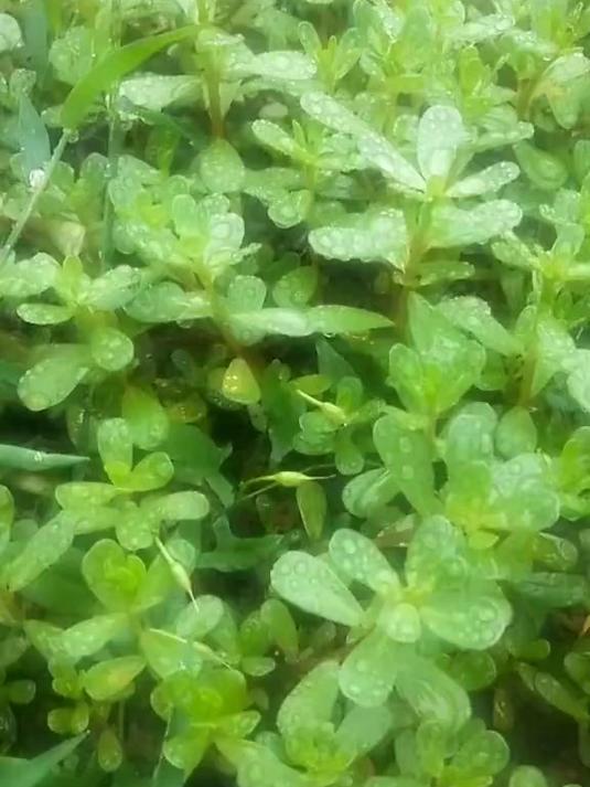 营养健康的野菜馍馍,饱了口福还能快速瘦身