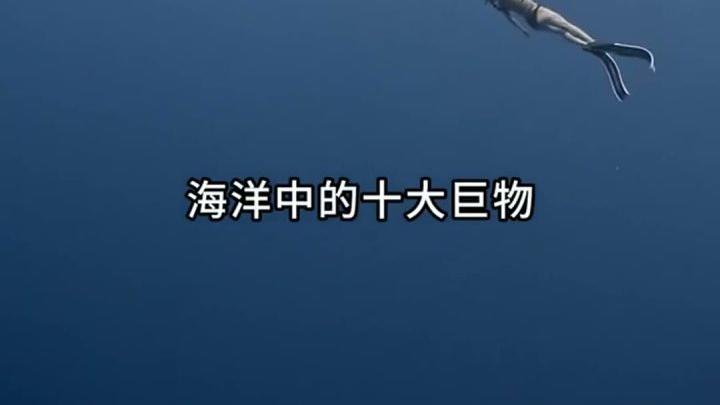 海洋十大巨型生物盘点,它们的体型一个比一个更令人难以置信 #深海巨物 #鲨鱼 #鲸鱼