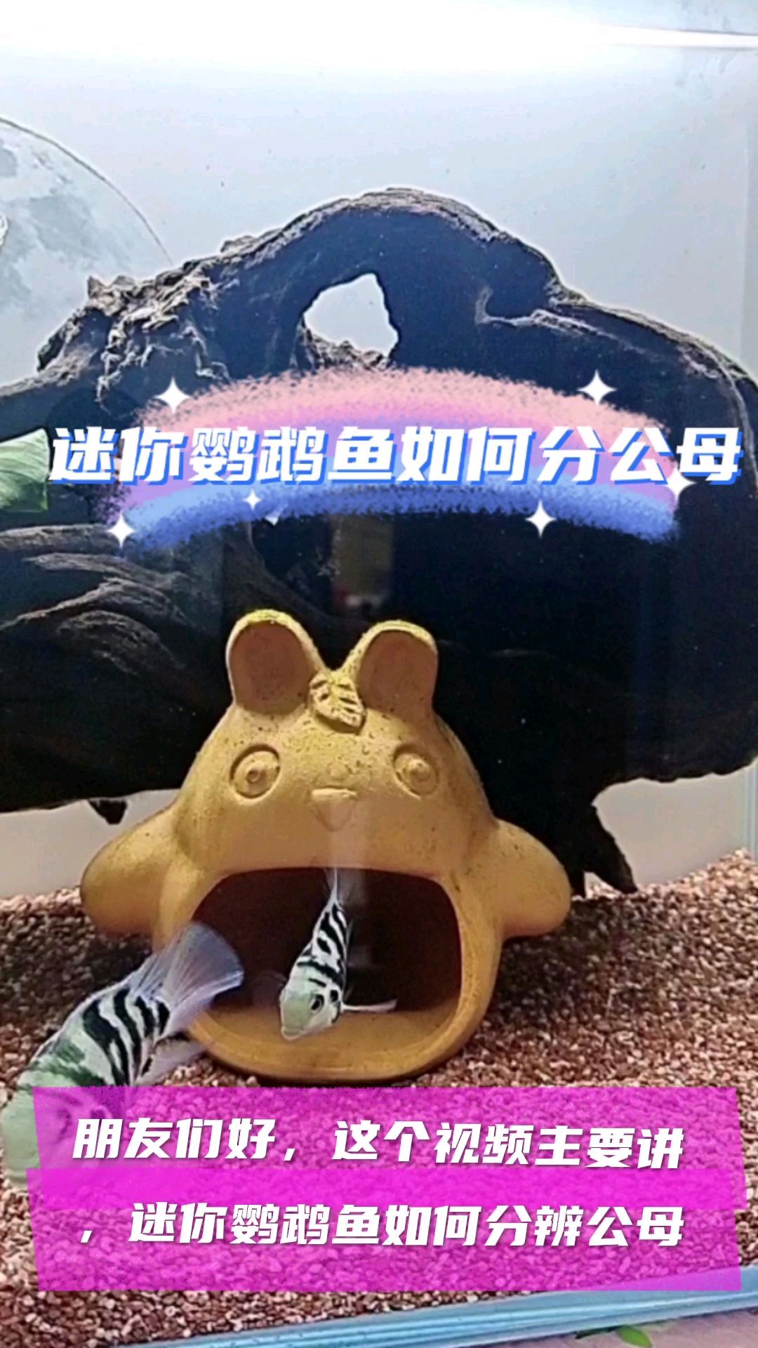 迷你鹦鹉鱼怎么分公母