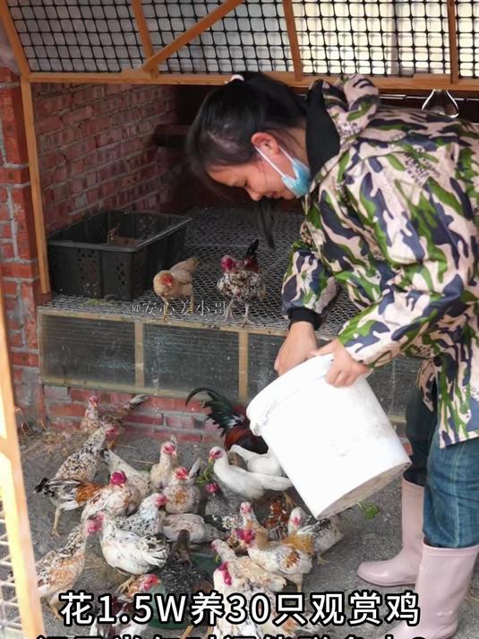 花1.5W进口了30只越南小竹鸡，养半年时间能赚钱吗？