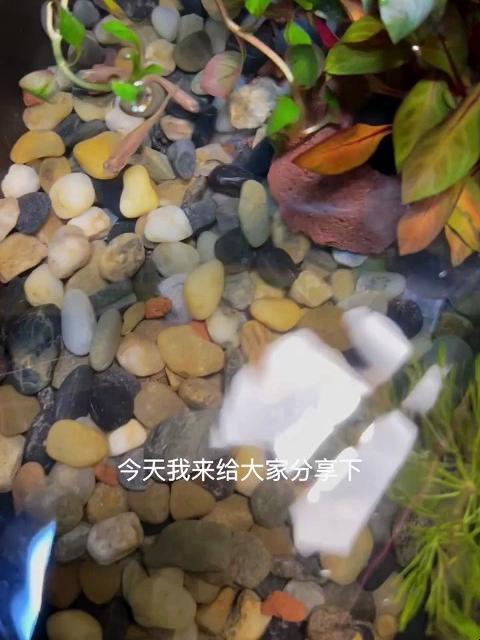 古法养鱼开缸教程,阳台造景