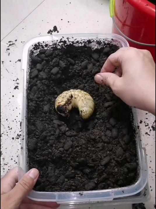 白色大肉虫长大后的样子竟然如此霸气！