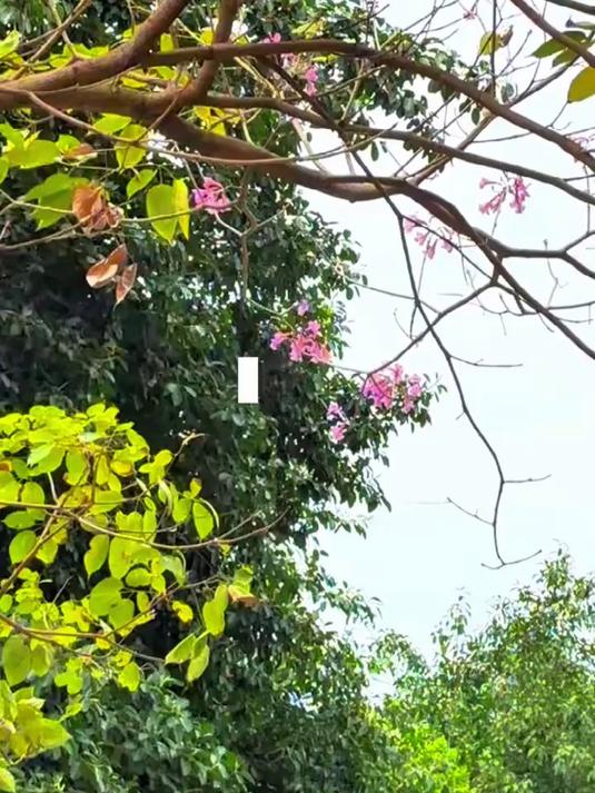 丙烯马克笔 _ 喜羊羊与美羊羊春日书签