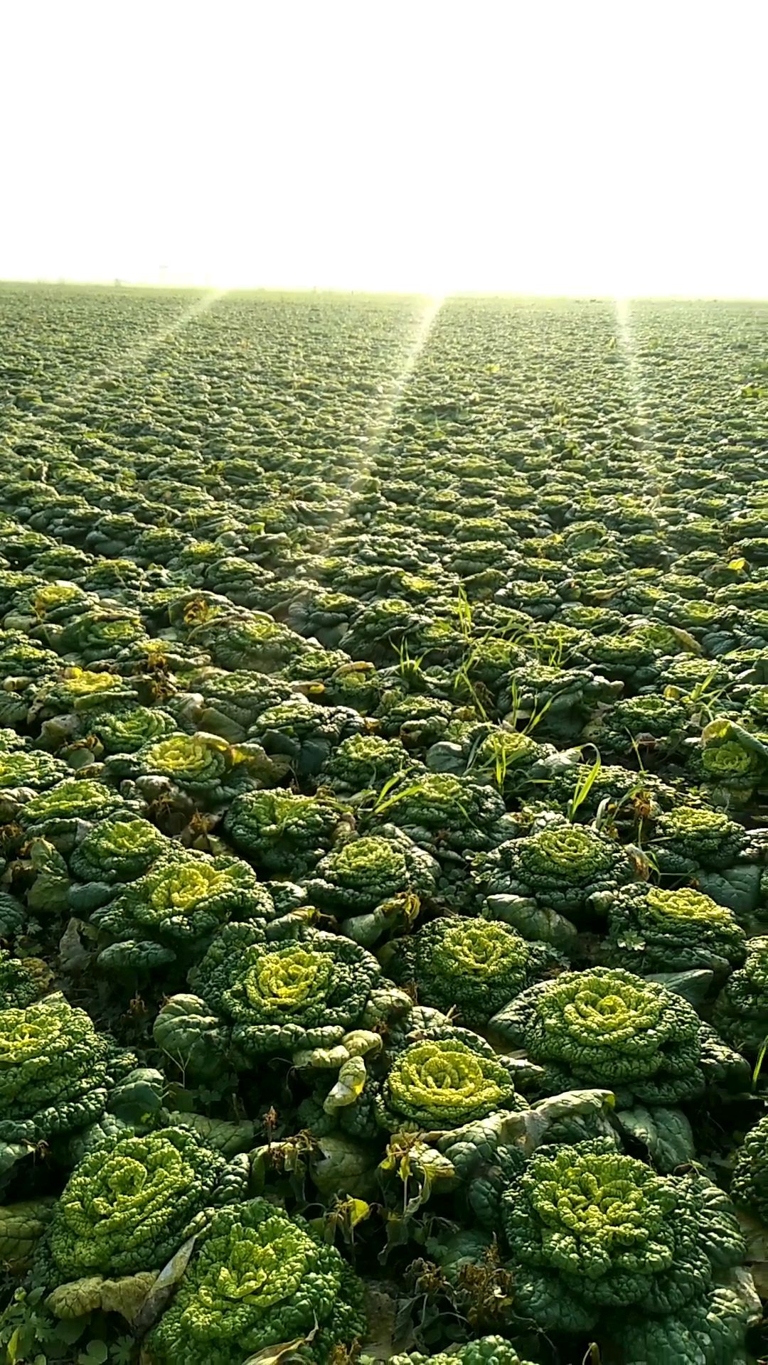 230亩黄心乌白菜,一望无际,是她用几个月的汗水辛勤灌出来的,也是她心中最美的风景