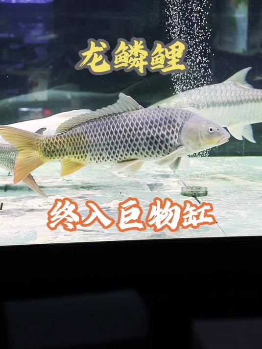 巨物缸新成员就位,历经磨难,稀有龙鳞鲤鱼终于入缸啦!