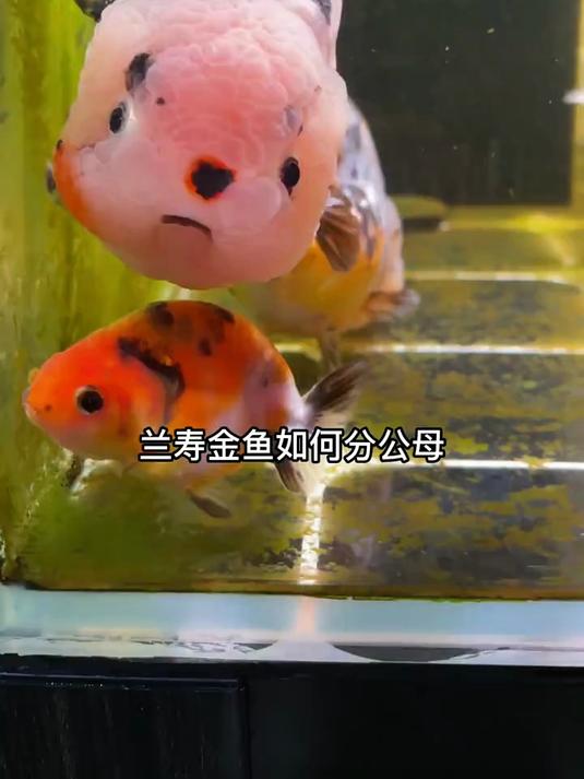 金鱼兰寿如何分公母？还有雌雄同体的鱼？