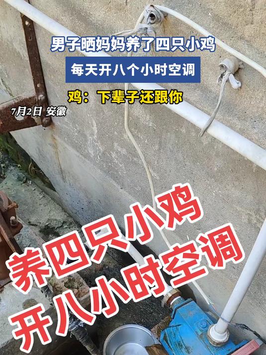 男子晒妈妈养了四只小鸡，每天开八个小时空调