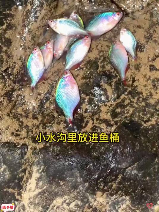 做一个进鱼桶 放在小水沟里抓到了好多小鱼