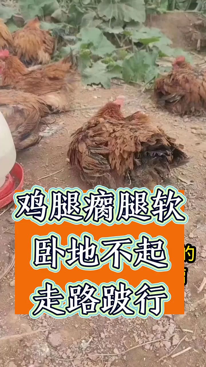鸡腿瘸腿软卧地不起,走路跛行