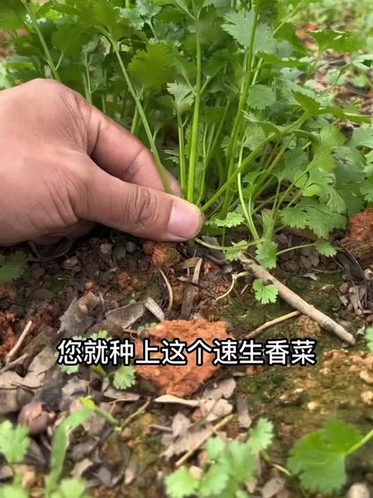 耐寒香菜籽抗冻强,零下5°C照样长,北方冬天绿油油!