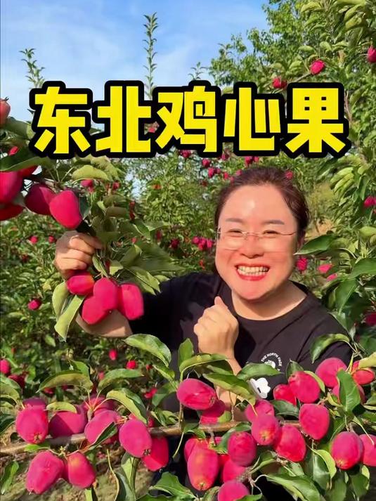 这个是咱们东北特有的水果,叫鸡心果,长得像鸡心一样