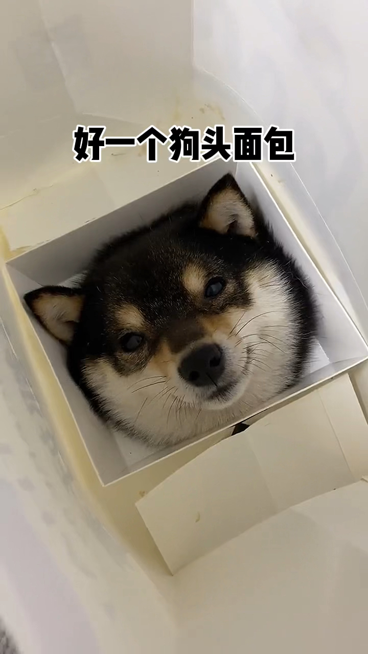这个狗头面包应该怎么吃