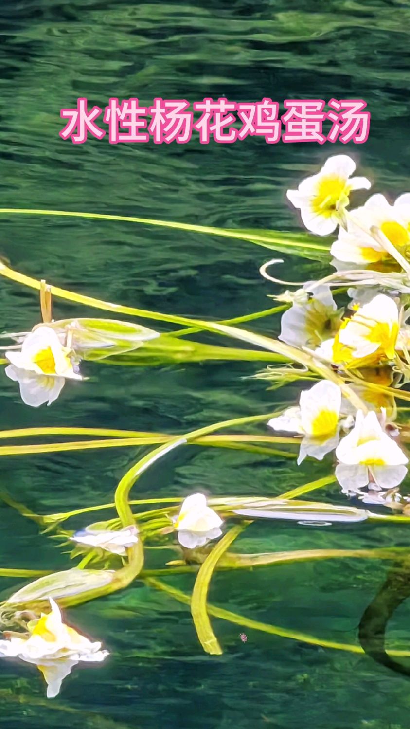 水性杨花,你吃过吗?