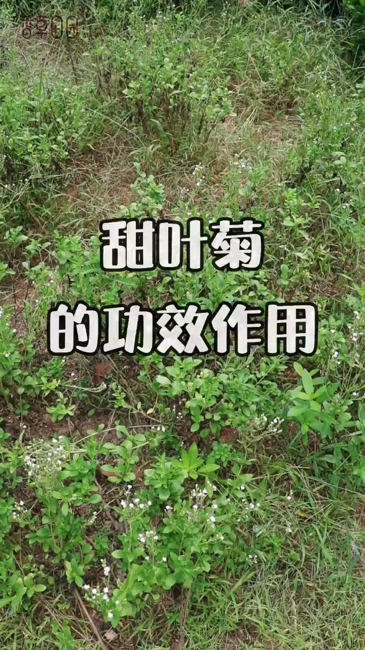 你见过一片叶子就等于一块吃不胖的糖吗?这种植物就叫甜叶菊
