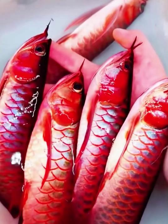 带你认识各种龙鱼品种