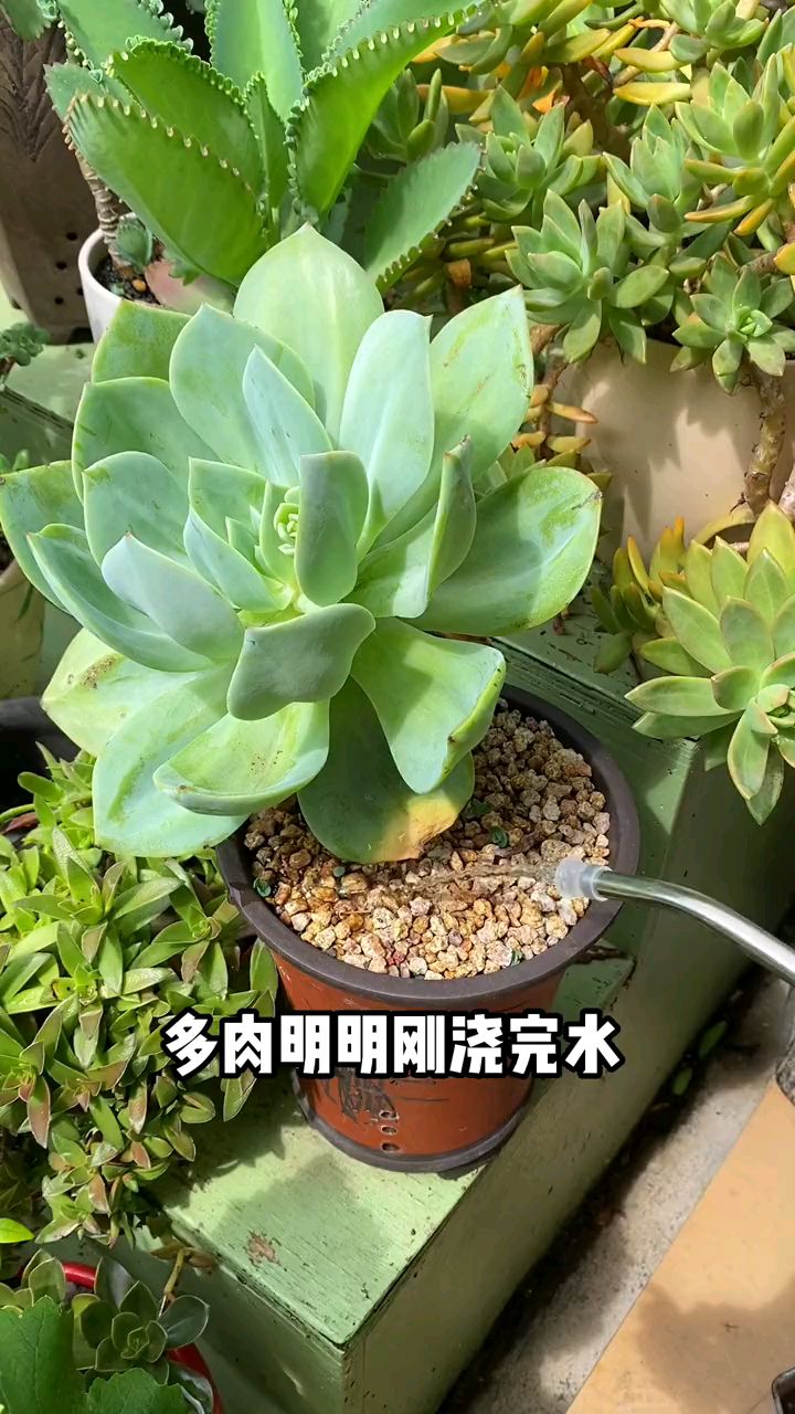 #多肉明明浇了水,叶子却还是干瘪甚至掉叶子,这是怎么回事呢?多肉养护#养花小知识