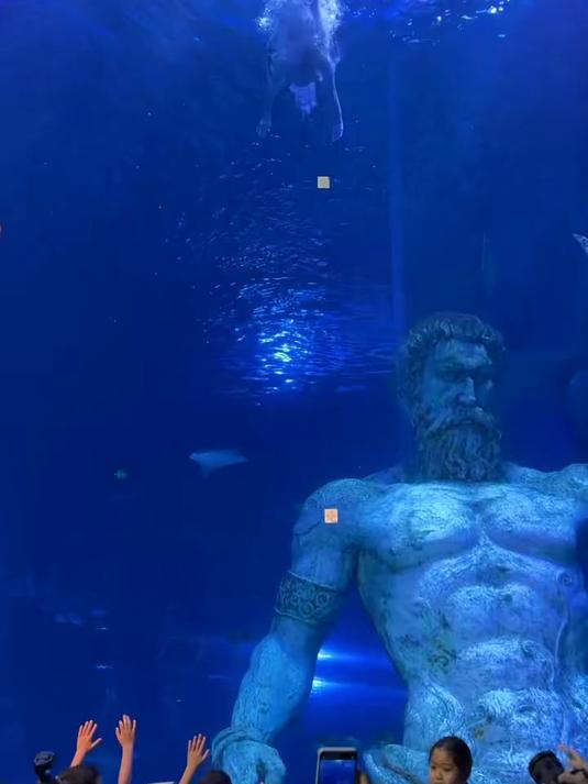 正佳海洋世界里不仅仅有美人鱼,还有帅人鱼