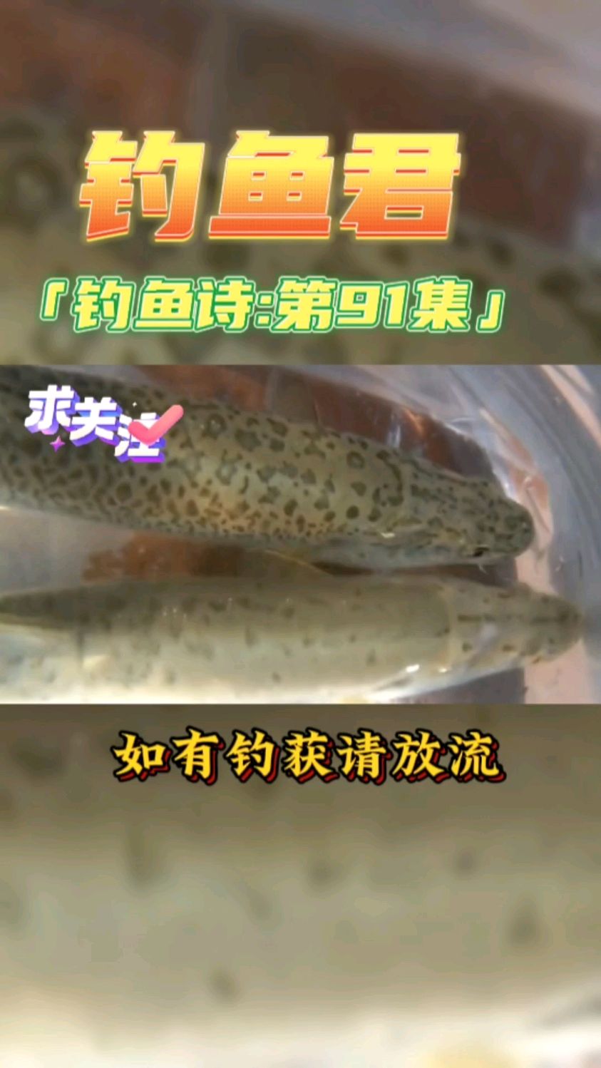 钓鱼君之钓鱼口诀:第91集(钓扁吻鱼)一级保护动物千万要放流哦。