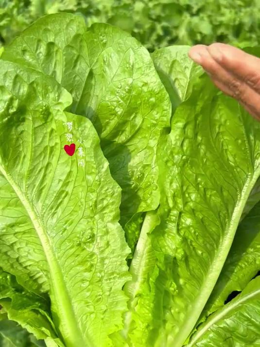 罗马生菜:个头大口感嫩,快来种一棵!