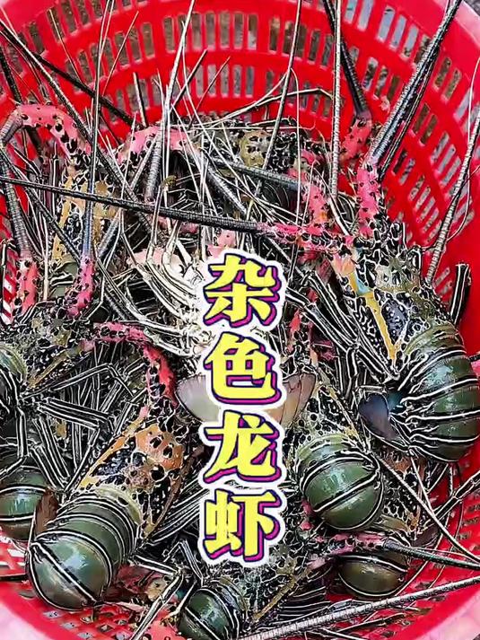 杂色龙虾肉质鲜甜,口感非常鲜美