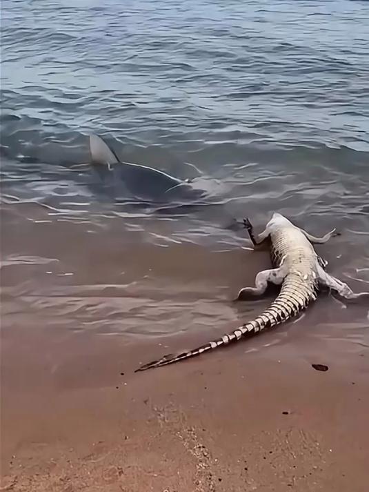 鲨鱼非常幸运的吃上了鳄鱼肉