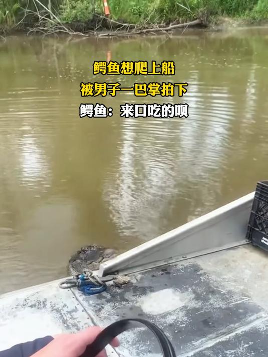 鳄鱼想爬上船,被男子一巴掌拍下