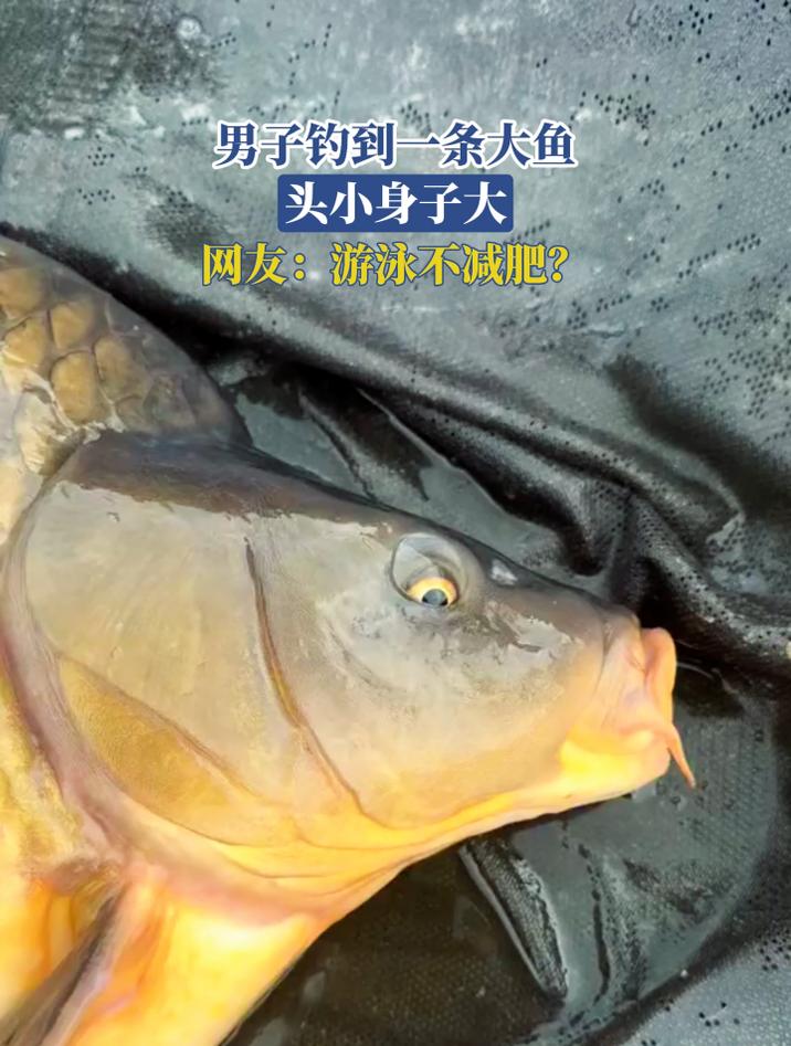 男子钓到一条大鱼,头小身子大,网友:游泳不减肥?