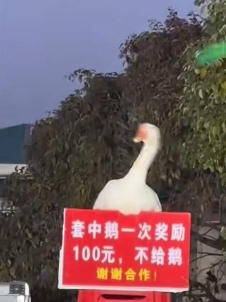 套圈游戏大鹅摇头躲避，一个套中的机会都不给
