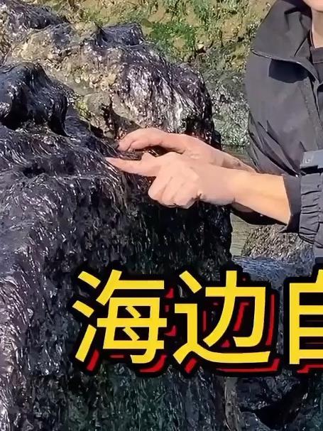 海边石头上长满紫菜，小马自制海苔，实现海苔自由