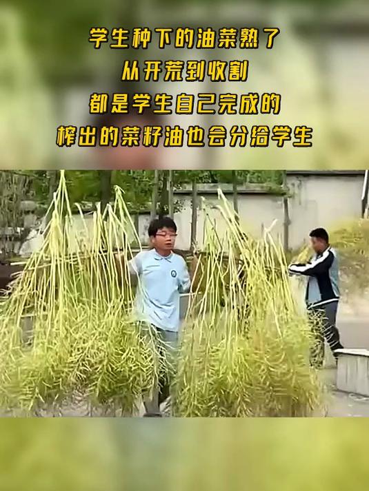 学生种下的油菜熟了,从开荒到收割,都是学生自己完成的,榨出的菜籽油也会分给学生