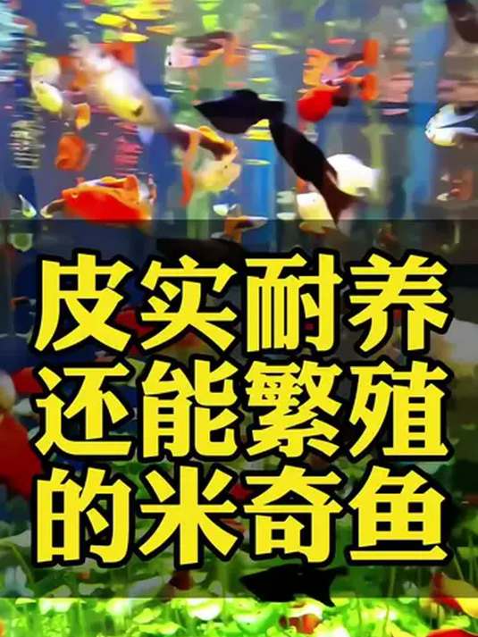 新手懒人必选!米奇鱼皮实耐养能繁殖还温和好混养