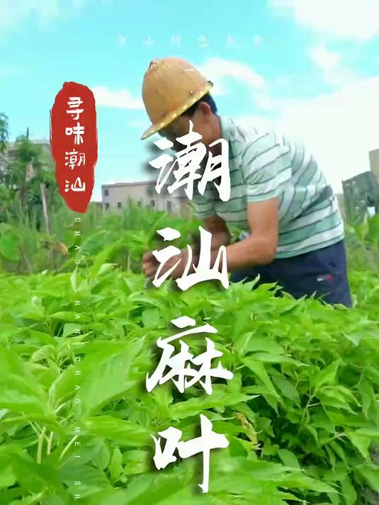 一年四季中第二贵的蔬菜-麻叶,潮阳铜盂是其原产地