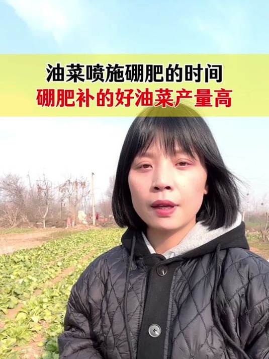 油菜施硼肥的三个关键阶段 做好了产量高