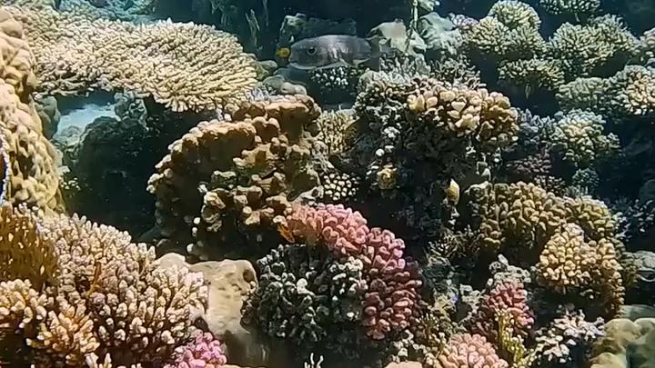 珊瑚丛 #海底世界 #海洋治愈系 #海洋鱼类 #唯美 #珊瑚