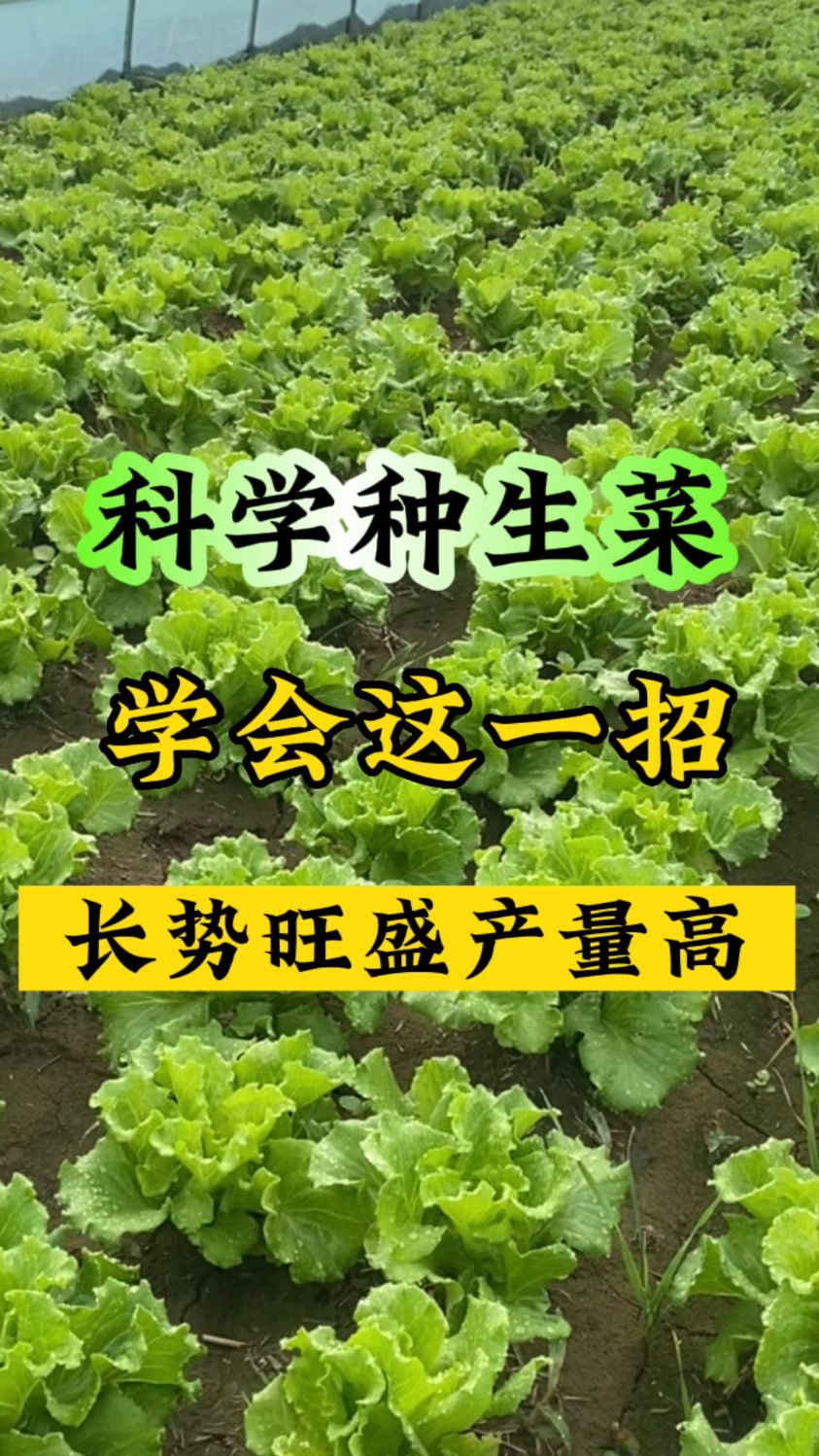 科学种生菜,学会这一招,长势旺盛产量高