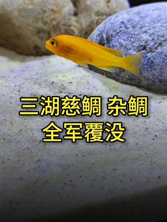 三湖慈鲷全军覆没,再也不养杂鲷了,改成养坦鲷~