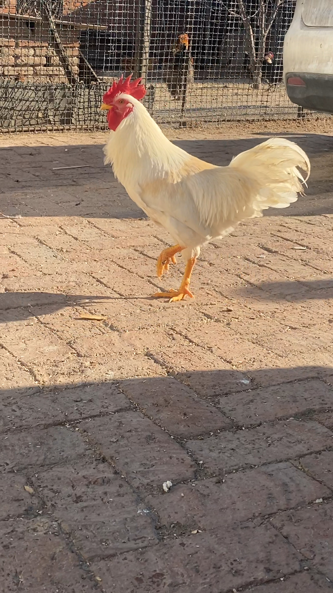 我家的大白公鸡,背上的羽毛都变金色的了!