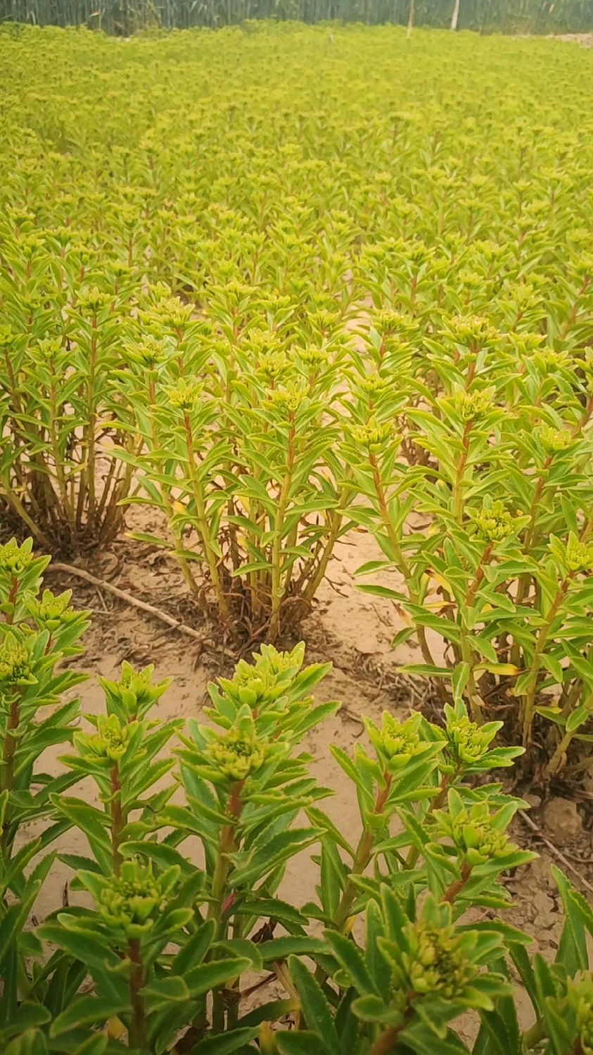 新品止痒养心菜,也叫蚊子草,叶子可以止痒,还可以食用,养心高钙,盆栽地栽都可以