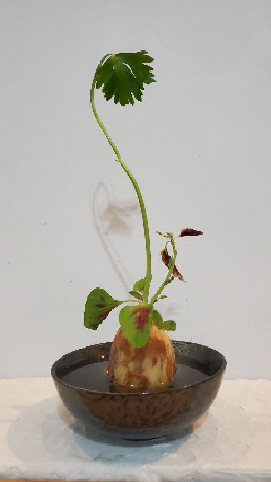 地三鲜 | 米苋芹菜莲藕