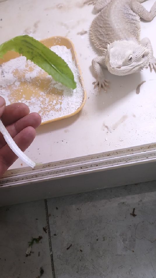 大白吃青菜了