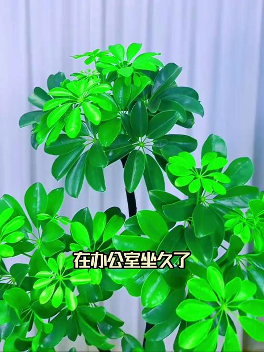 鸭脚木别名鹅掌柴，叶片茂密寓意佳，客厅摆放显生机！