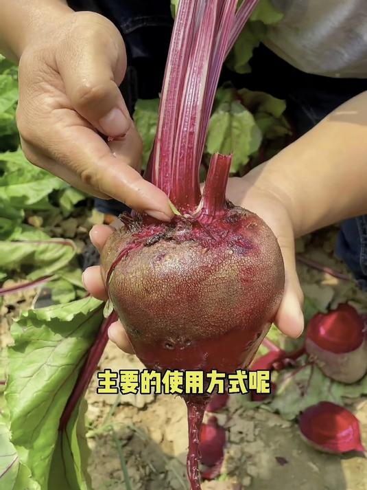 办公室解馋神器甜菜根,即食腌制超方便,解馋无负担!