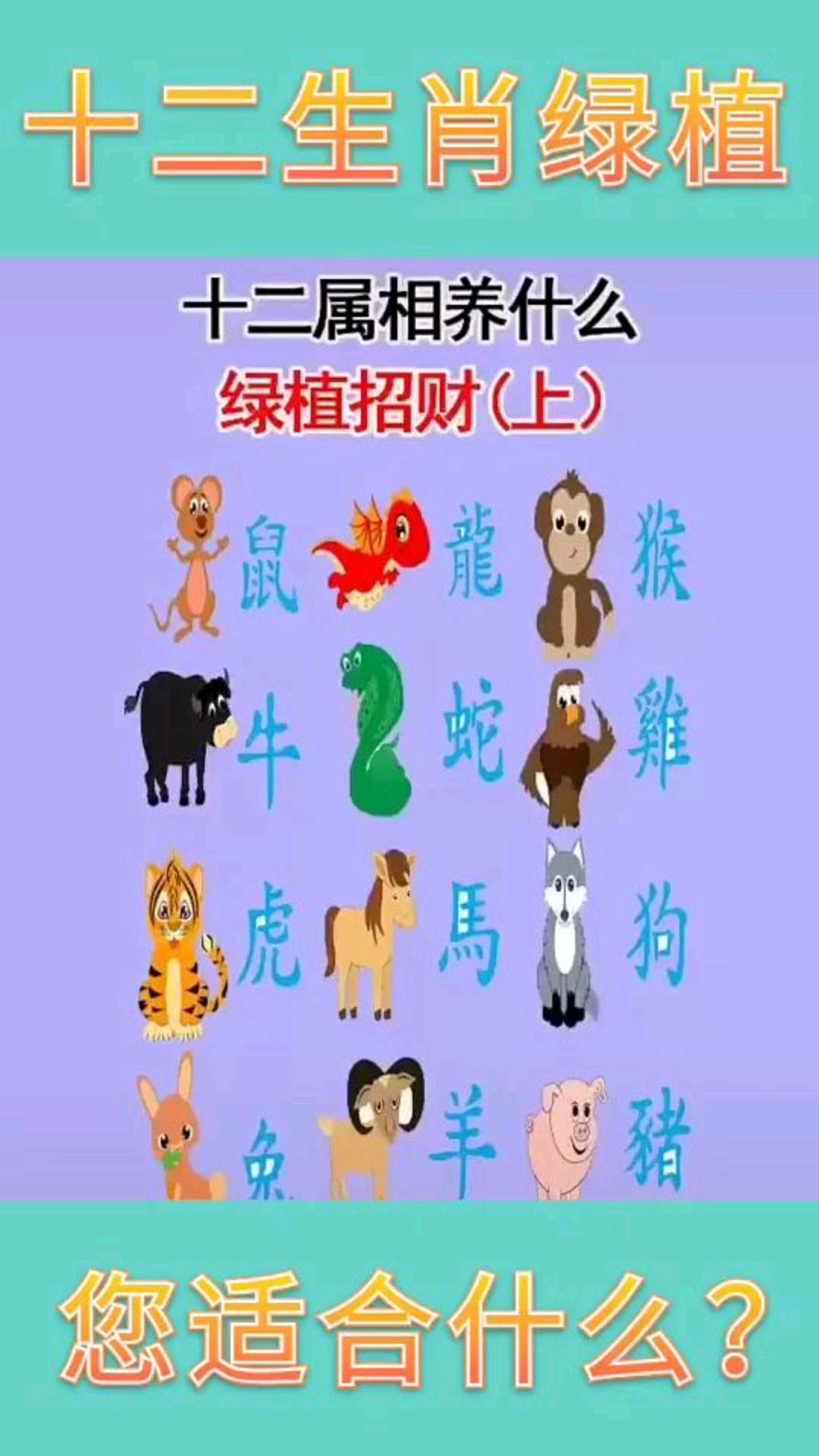 十二生肖绿植