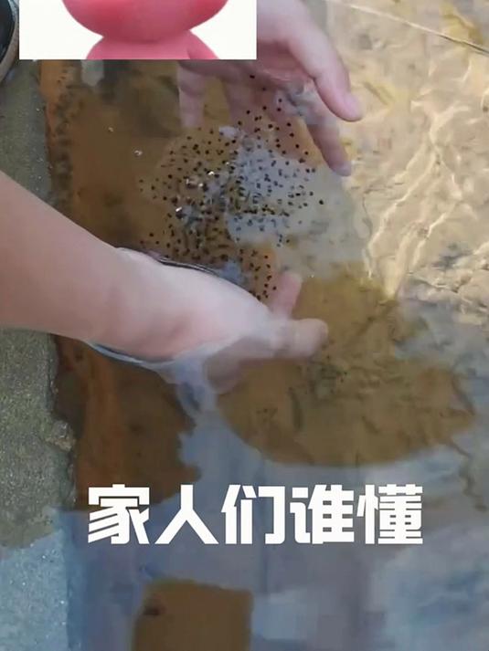 女生和闺蜜捡拾小珍珠，制作奶茶