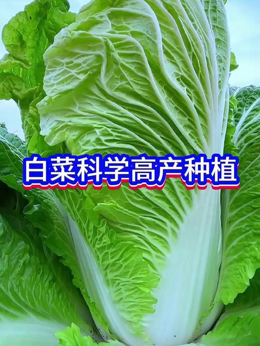 白菜种植小窍门