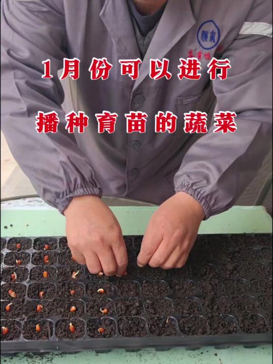 1月份育苗播种的蔬菜