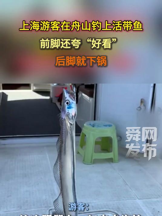 上海游客在舟山钓上活带鱼,前脚还夸“好看”,后脚就下锅,称赞:好吃!