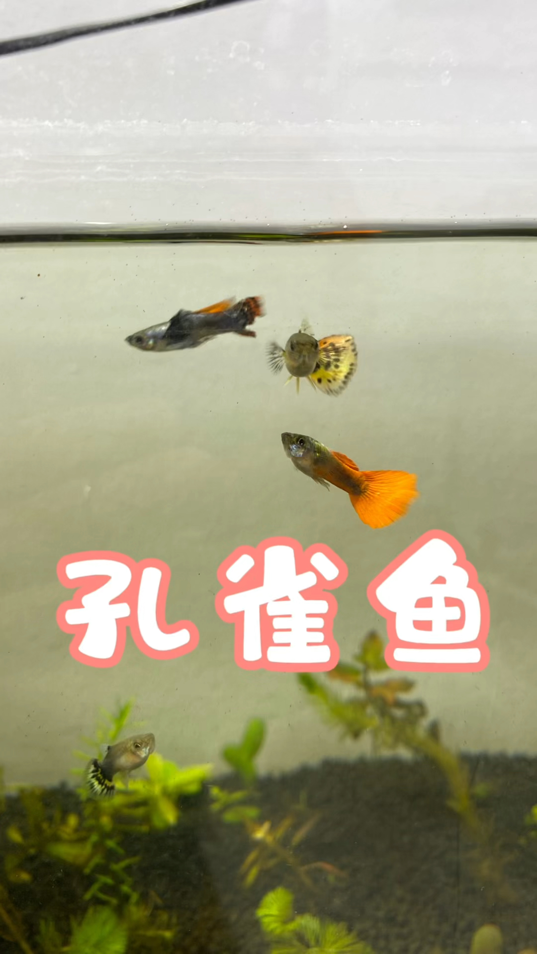 孔雀鱼#养鱼#水族