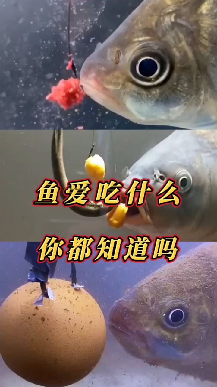 鱼最爱吃什么你知道吗?